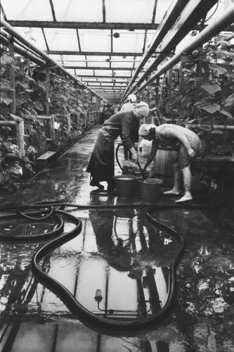 Irena Giedraitiene  Laborers  Greenhouse Factory Vilnius  1975